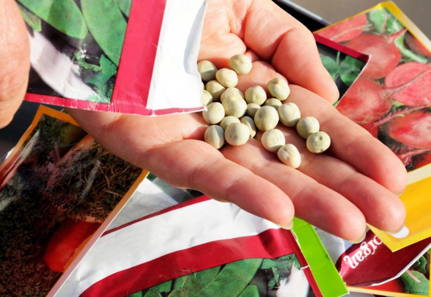 Как выбрать семена в интернет магазине